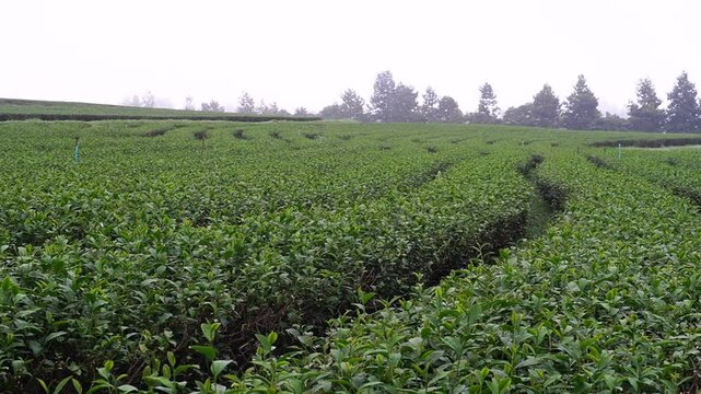 
Tea plantation. Green tea plants with young herbal leaves. Green tea plants waiting to be harvested. On organic farm Camellia sinensis Fresh Tree