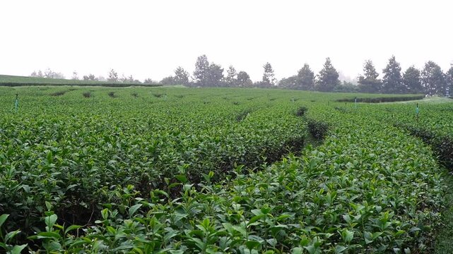 
Tea plantation. Green tea plants with young herbal leaves. Green tea plants waiting to be harvested. On organic farm Camellia sinensis Fresh Tree