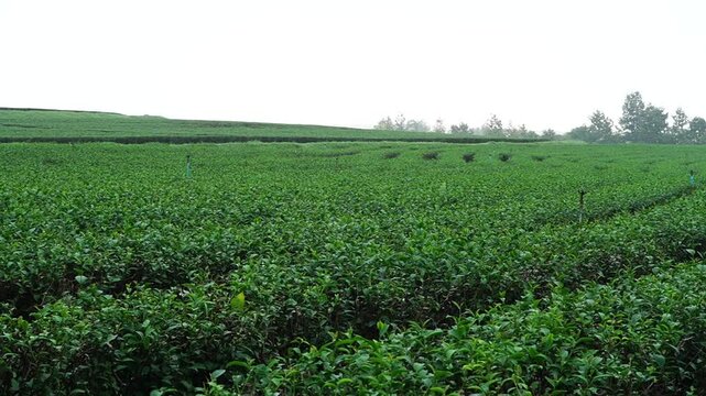
Tea plantation. Green tea plants with young herbal leaves. Green tea plants waiting to be harvested. On organic farm Camellia sinensis Fresh Tree
