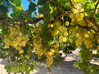 Grape harvest in Lachish district, Israel