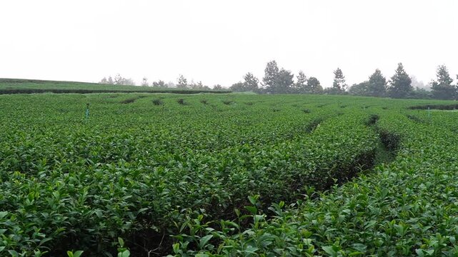 
Tea plantation. Green tea plants with young herbal leaves. Green tea plants waiting to be harvested. On organic farm Camellia sinensis Fresh Tree