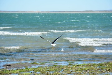 Gaviota remontando vuelo en el mar