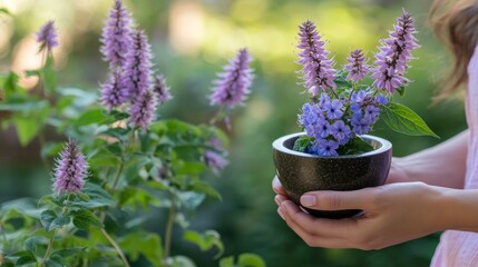 Fototapeta premium Woman holding a mortar filled with Anise Hyssop while surrounded by blooming Agastache foeniculum flowers highlighting herbal medicine and natural wellness