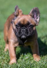 Fototapeta premium Red Fawn Brindle Long-haired French Bulldog Puppy. Off-leash dog park in Northern California.