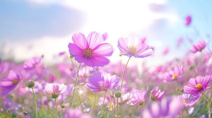 Fototapeta premium Vibrant field of cosmos flowers blooming under a bright sky showcasing nature's beauty and the essence of tranquility in a floral paradise