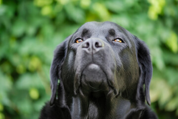 Portrait of dog eyes in focus nose defocus. Labrador retriever on a green natural background.