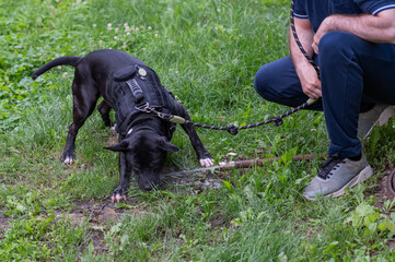 Pit bull terrier breed dog drinks from a pipe outdoors. 