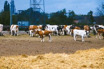 Farm with cows. Animal husbandry.