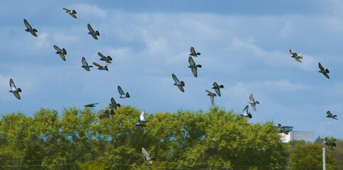 A flock of birds in the sky above the trees.