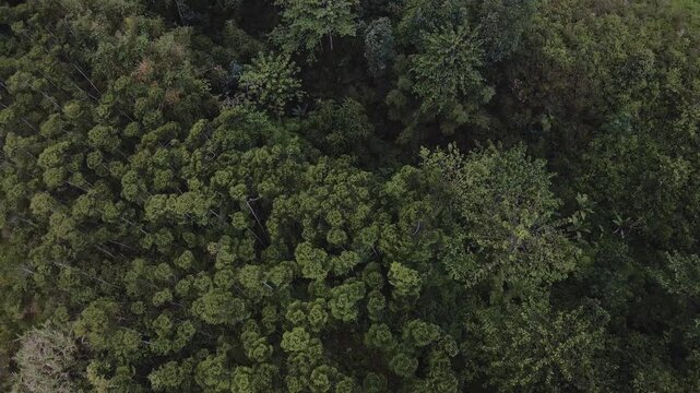 drone video of a forest with lush trees, the drone moves forward and the camera looks down
