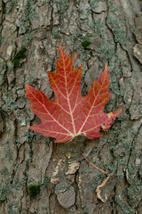 A vibrant red maple leaf rests against the rough texture of a tree trunk, showcasing the natural beauty of autumn. 