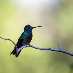 Rivoli's Hummingbird on a perch in Madera Canyon, Arizona.