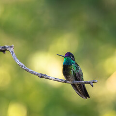 Rivoli's Hummingbird on a perch in Madera Canyon, Arizona.