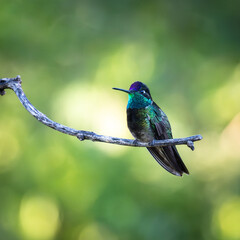 Rivoli's Hummingbird on a perch in Madera Canyon, Arizona.