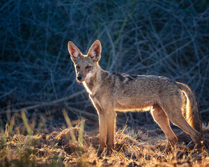 A Coyote backlight by the sun in the desert of Arizona.