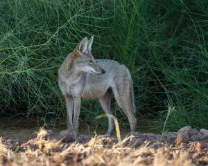 A desert Coyote 