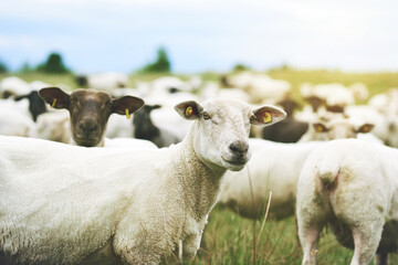 Outdoor, grazing and flock of sheep, farm and industry of agriculture, countryside or livestock on grass. Nature, group and animal in environment, lamb and production for business, growth and morning