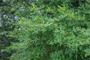 Satinwood, Orange jasmine, Temple tree