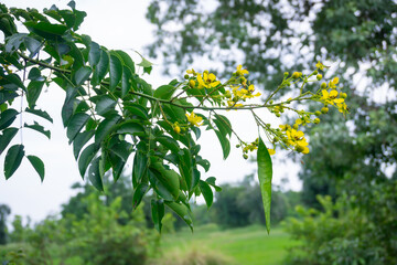 Garretti's Senna