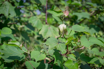 Cotton Flower