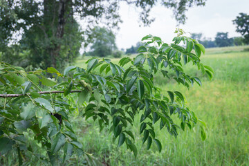 Senna siamea, Yellow cassia