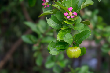 Barbados Cherry with Flower