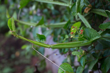 Cissus quadrangularis
