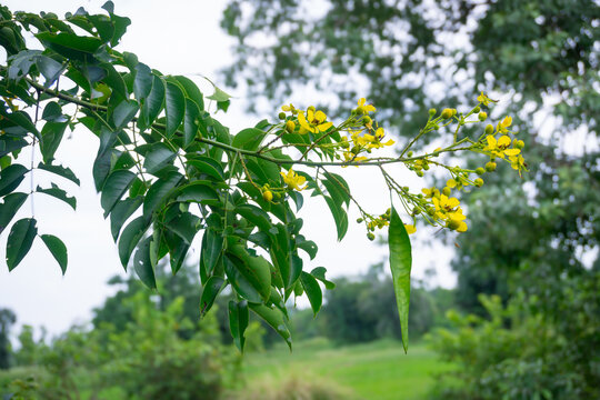Garretti's Senna
