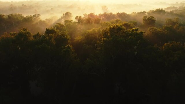 Golden Sunrise with Trees and Mist in Northern Territory, Australia