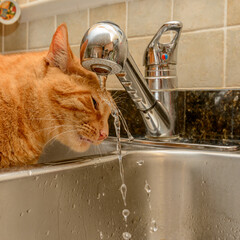Funny Ginger Cat drinking water from kitchen tap