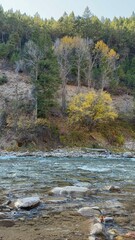 Grey's River flowing through the forest and mountains in Wyoming