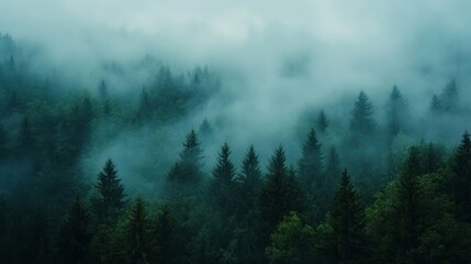 Misty pine forest offers a serene view, with towering trees shrouded in a veil of soft fog.