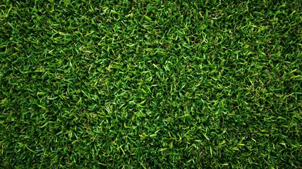 green grass background