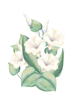 Composition with white pitunia flowers and green leaves, wedding watercolor illustration for printing and web design