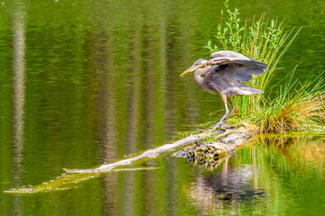 Great Blue Heron (Ardea herodias) standing on a small island in pond. It is the largest North...
