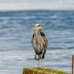 Great Blue Heron (Ardea herodias). It is the largest North American heron.