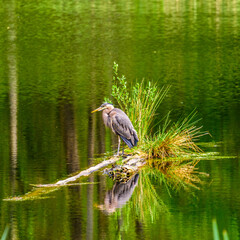 Great Blue Heron (Ardea herodias) standing on a small island in pond. It is the largest North...