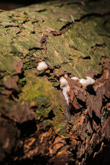 Hoof Fungus (Fomes fomentarius)
