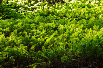 Fototapeta premium Wall of Ferns 