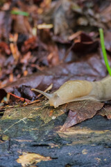Slug 