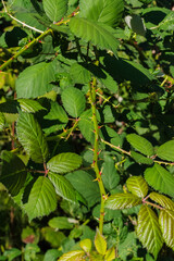 Blackberry (Rubus Americanus)
