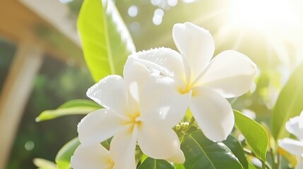 Obraz premium A close-up of jasmine flowers with dew drops glistening in the early morning light, capturing the freshness of a new day and the beauty of nature. --chaos 70