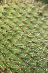 macro cactus close up