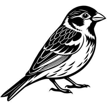 recommend clip art: Sparrow vector silhouette on white background