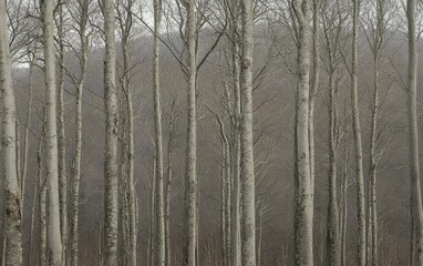 Fototapeta premium A forest of deciduous trees, their branches bare in winter, creating a serene, stark landscape