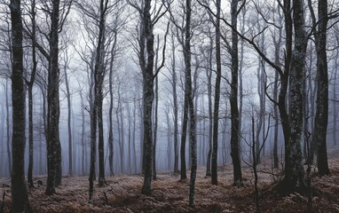 Fototapeta premium A forest of deciduous trees, their branches bare in winter, creating a serene, stark landscape