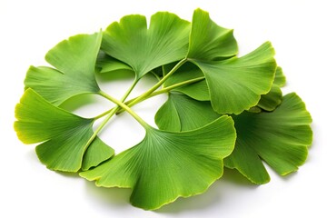 ginkgo biloba leaves silhouette on white background