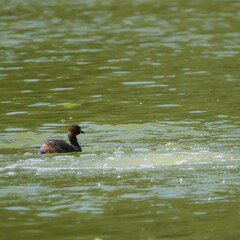 池を泳ぐ一羽の鴨