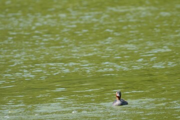 池を泳ぐ一羽の鴨