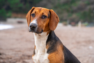 Beach dog with brown and white fur sitting on sandy shoreline.